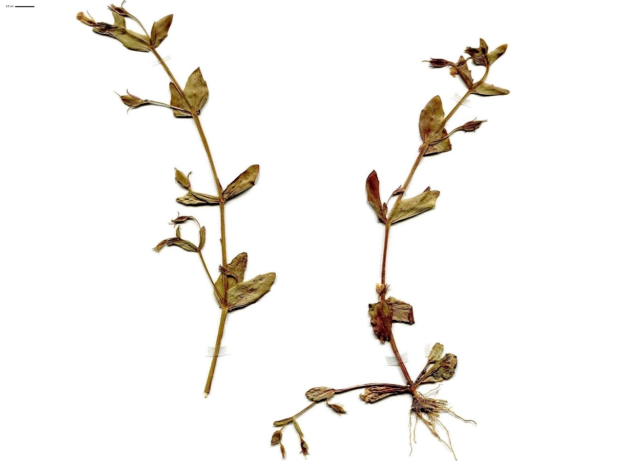 Lindernia dubia var. major (Linderniaceae)